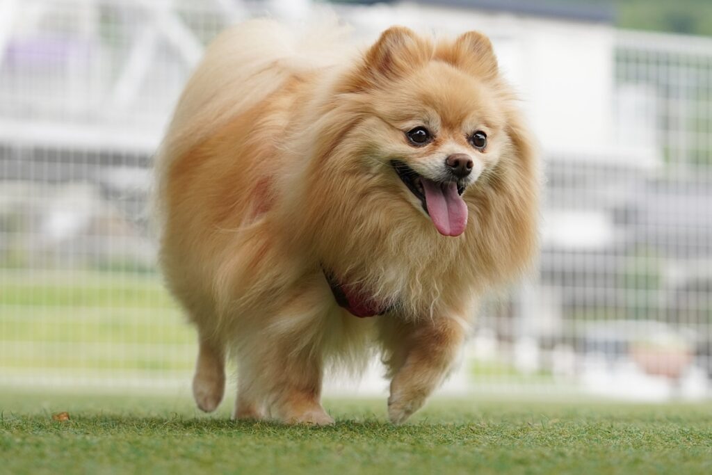 保護犬ポメラニアンの散歩は焦らずゆっくりと行いましょう