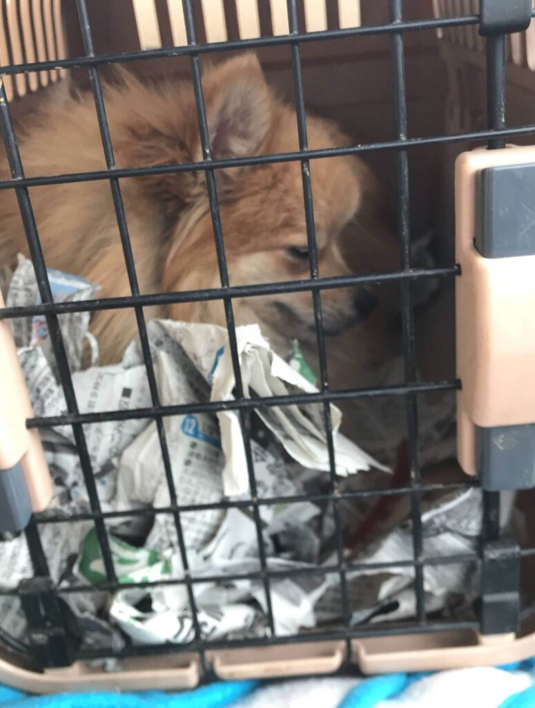 保護犬の様子