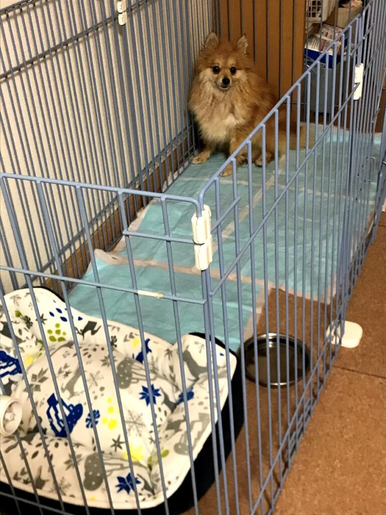 犬用サークル