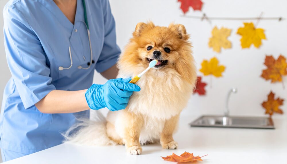 犬の歯石取り費用相場は?麻酔あり・なしの違いと料金を安くする方法