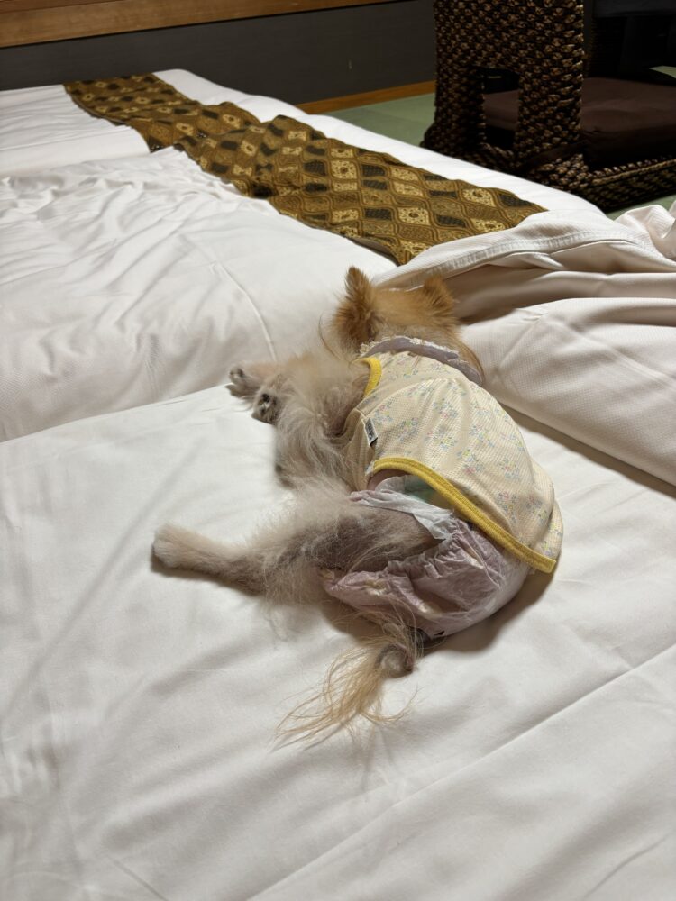 ミックさんベッドで寝る