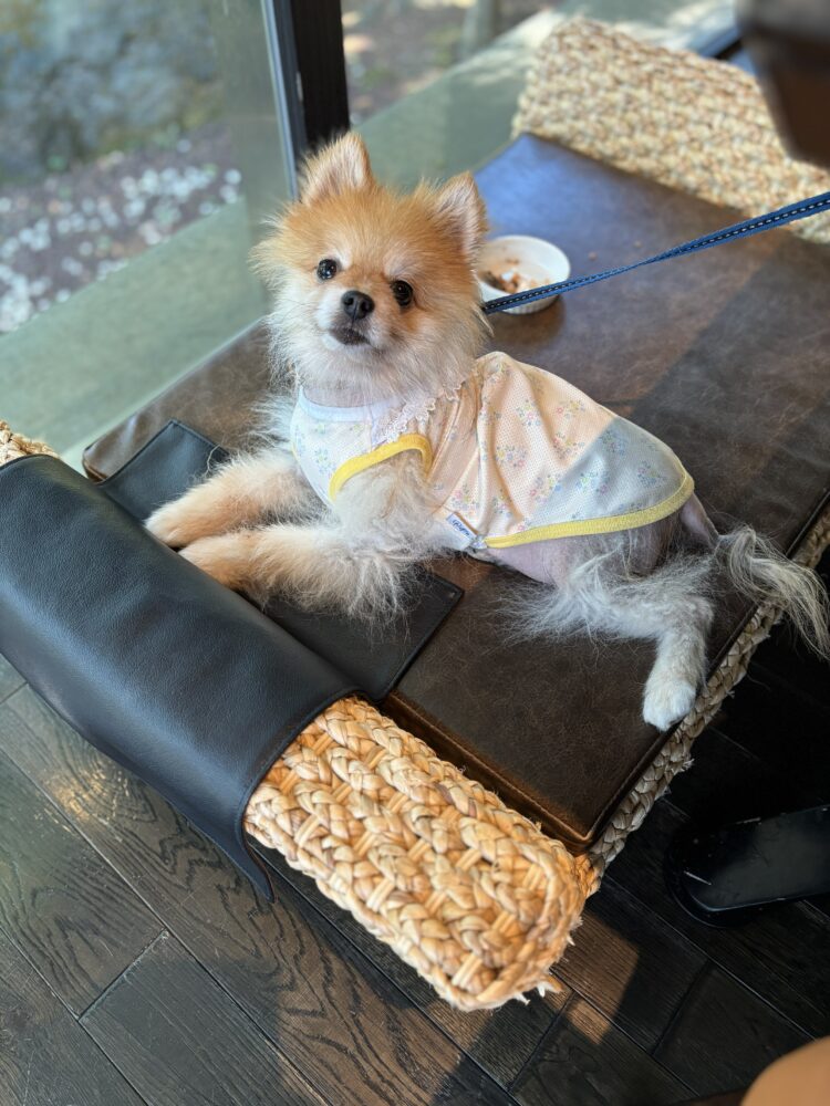 レストランのミックさん