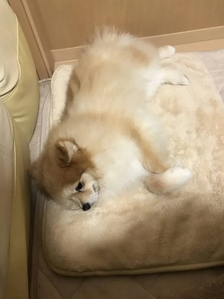 毛がフワフワのミックさん