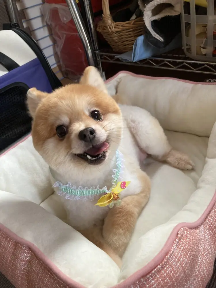 サマーカットのミックさん