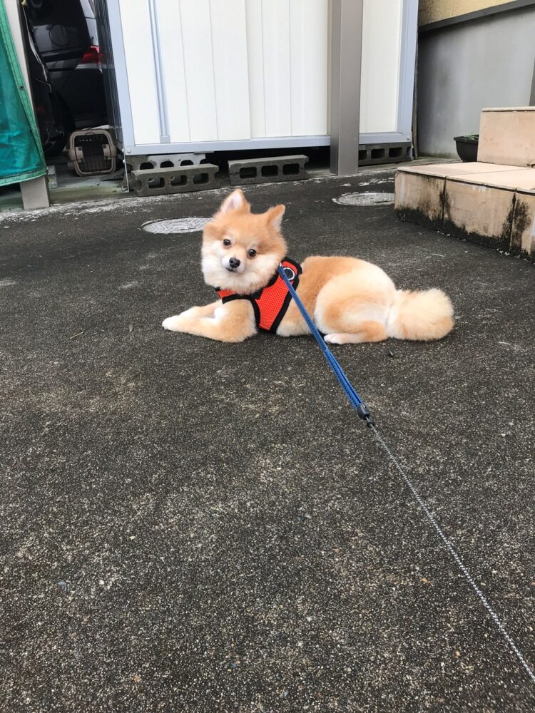 散歩のミックさん